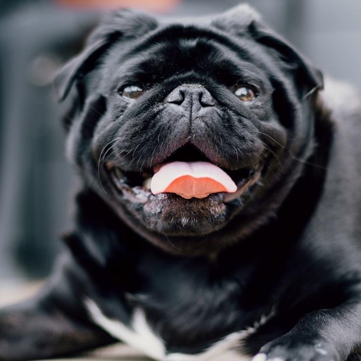 School environment for families in Springfield, United States